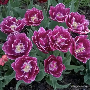 Тюльпан Дрим Тач махровый 2шт