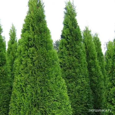 Туя западная Смарагд