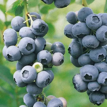 Голубика Чандлер