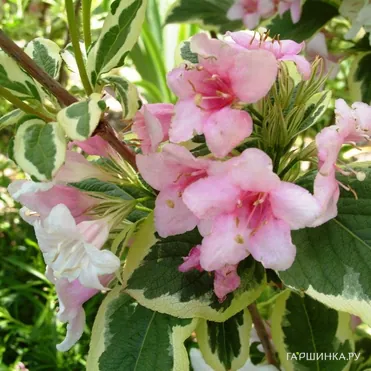 Вейгела Вариегата