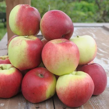 Яблоня Былина