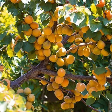 Абрикос Лель сеяный