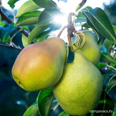 Груша Августовская роса