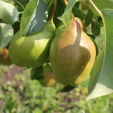 Груша Чудесница