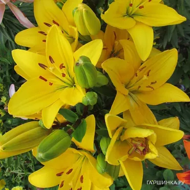 Лилия Эль Диво ЛА-гибрид желтая