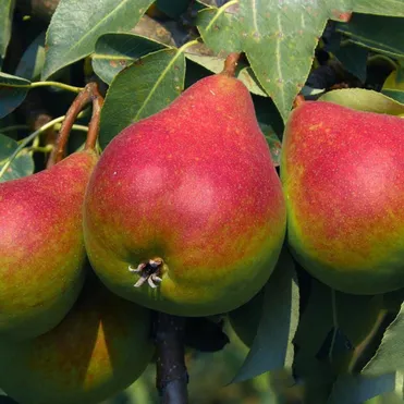 Груша Отраденская