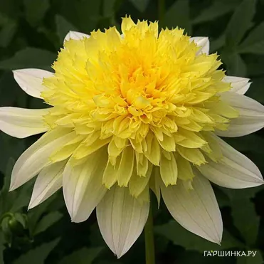 Георгина Фрея Пасо Добль анемоновидная