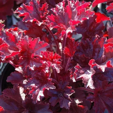 Гейхера Мелтин Файр