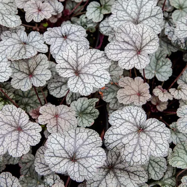 Гейхера Нозерн Икспожэ Сильвер