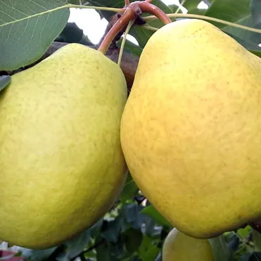 Груша Ларинская