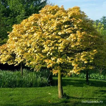 Клен ложноплатановый Леопольди
