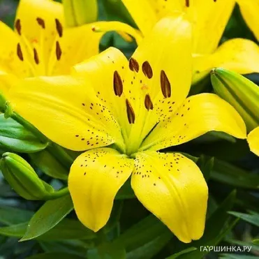 Лилия Перл Мелани