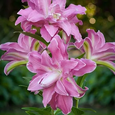 Лилия Лотус Вондер восточная махровая