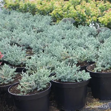 Можжевельник чешуйчатый Тропикал Блу