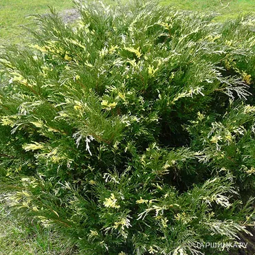 Можжевельник казацкий Вариегата