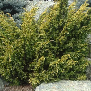 Можжевельник китайский Ауреа