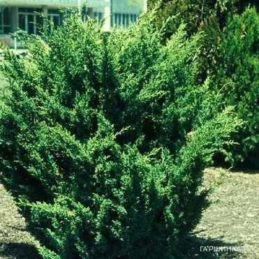 Можжевельник китайский Блаув