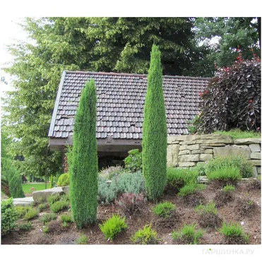 Можжевельник Сентинел обыкновенный