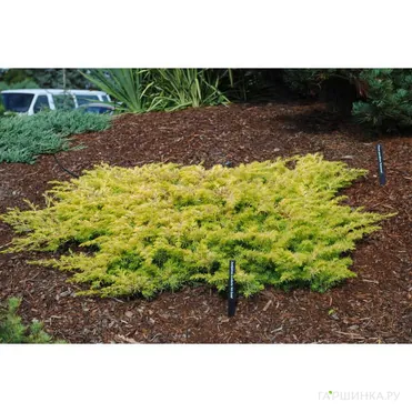 Можжевельник средний Голдфирн