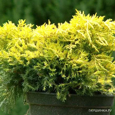 Можжевельник средний Кинг оф Сприн