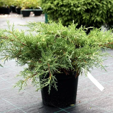 Можжевельник средний Вайт Сплэш