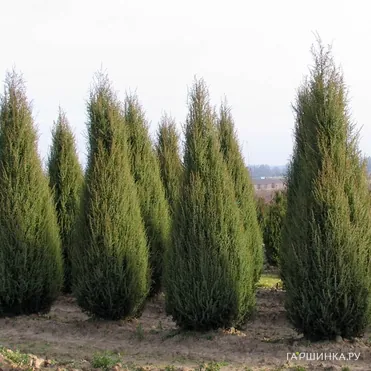 Можжевельник виргинский