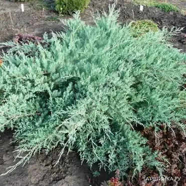Можжевельник виргинский Грей Оул