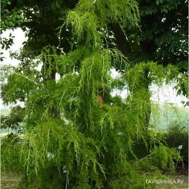 Можжевельник виргинский Пендула