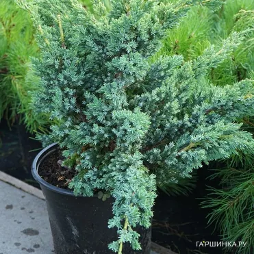 Можжевельник чешуйчатый Блю Компакт