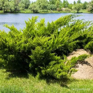 Можжевельник казацкий