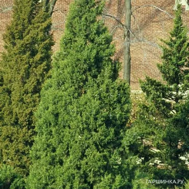 Можжевельник китайский Кетелери