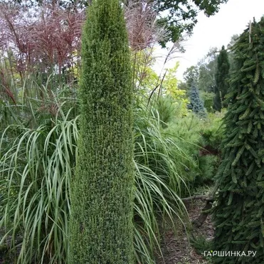 Можжевельник обыкновенный Багнет