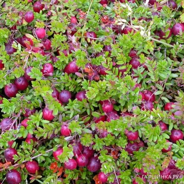 Клюква Пилигрим крупноплодная