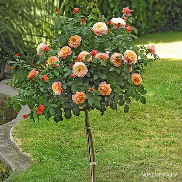 Роза Мари Кюри на штамбе 110см