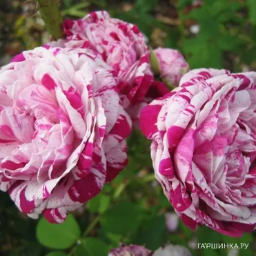 Роза Вариегата Ди Болонья бурбонская, Кордес (лиц)