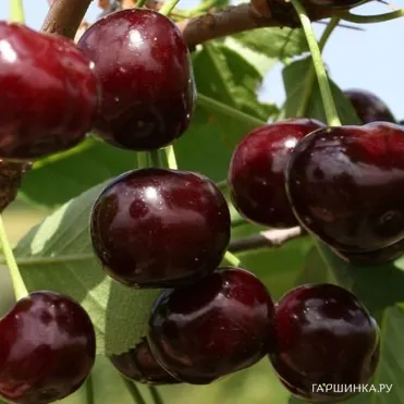 Вишня Харитоновская