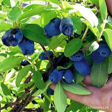 Жимолость Лазурная