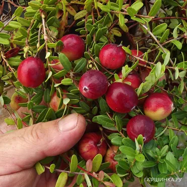 Клюква Стивенс крупноплодная