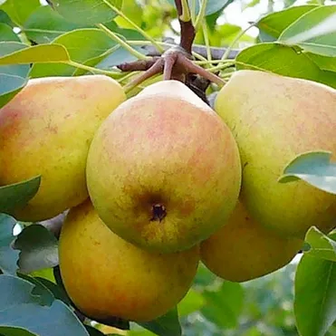 Груша Телена