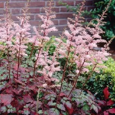 Астильба китайская Колор Флэш