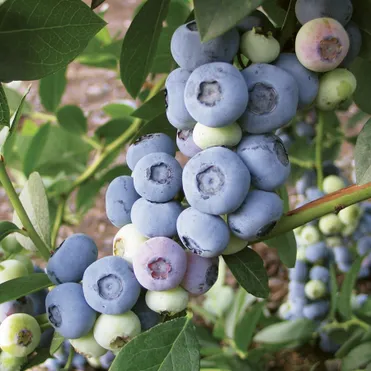 Голубика Либерти