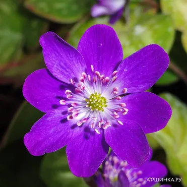 Печеночница японская Пепл Форест