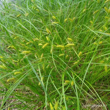 Осока просяная