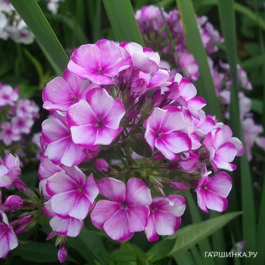 Флокс Неон Флае метельчатый