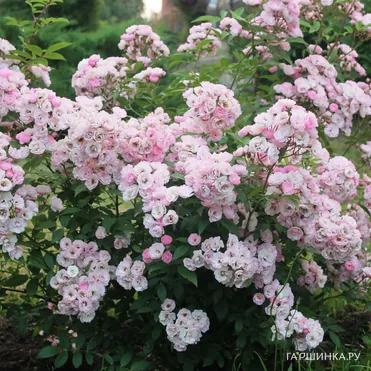 Роза Хэвенли Пинк мускусная, Ленс (лиц)
