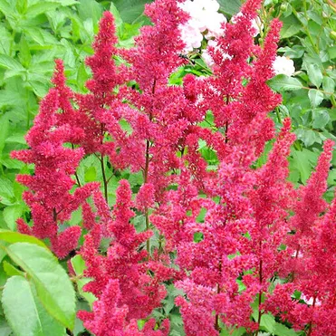 Астильба Арендса Гертруд Брикс