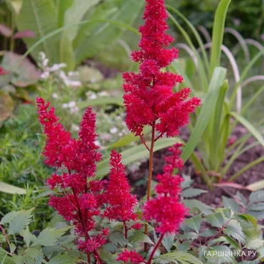Астильба Арендса Спартан