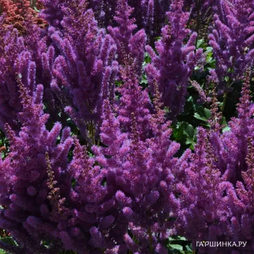 Астильба Блэк Перлс китайская