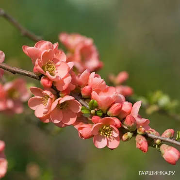 Айва Салмон Горизон