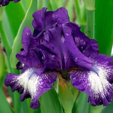 Ирис бородатый Экзотик Стар